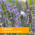 Herb Pharm Certified Organic Lavender Flower Liquid Extract, 1 Fl Oz for Calming Support