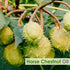 Salvia Horse Chestnut Oil |Pure and Natural Horse Chestnut Oil | Firm Skin, Skin Hydration, Skin Toning, Cosmetic Grade| Skincare, Hair Care, and DIY Purpose - 50 ML