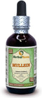 Mullein (Verbascum Densiflorum) Organic Glycerite, Alcohol-Free Liquid Extract, 2 oz