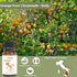 Orange Essential Oil 15ml - Pure Essential Oils for Diffusers and Aromatherapy from Sicily