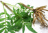 Valerian Root - Valeriana officinalis Dried Loose Root Cut by Nature Tea, 4 oz