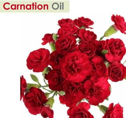 Carnation (Dianthus caryophyllus) Therapeutic Essential Oil by Salvia Amber Bottle 100% Natural Uncut Undiluted Pure Cold Pressed Aromatherapy Premium Oil - 15ML/ 0.5 fl oz