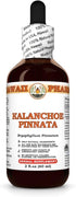 Hawaii Pharm Kalanchoe Pinnata (Bryophyllum Pinnatum) Dry Leaf and Stem Tincture, Made in Hawaii,