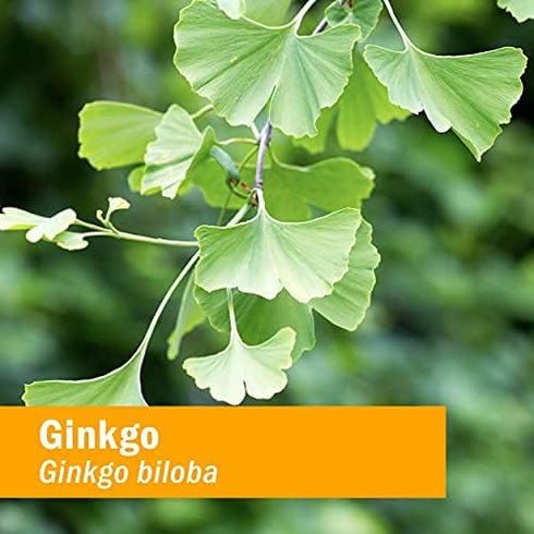 Herb Pharm Certified Organic Ginkgo Liquid Extract for Memory and Concentration, 1 Ounce
