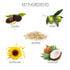 Whish Coconut Milk + Verbena Luminous Body Oil - Moisturizing Scented Body Oil with Peptides - 2 fl oz