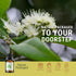 Lemon Myrtle Essential Oil 5 ml - Pure, Undiluted Therapeutic Grade Essential Oil for Fresh Citrus Aroma.