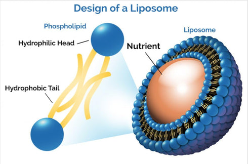 Liposomal Curcumin (Turmeric) and Resveratrol, Powerful Antioxidants, Alcohol-Free, Non-GMO, No Soy or Gluten