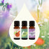 Reset Set Plant Therapy The Spring Essential Oil - Three Exclusive Spring-Focused Blends, Citrus Rise, Wildflower Calm