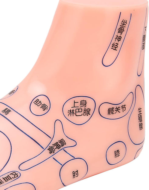 Human Foot Acupuncture Model for Reflexology Teaching