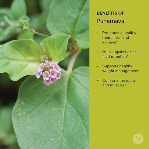 Banyan Botanicals Organic Punarnava Powder – Boerhavia diffusa for Weight Management, Liver & Kidney Support, 1/2 lb,