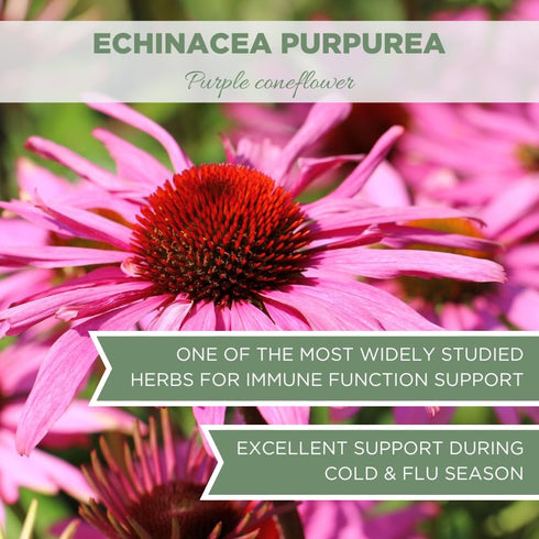 Organic Echinacea Purpurea 4 oz. (113g) Premium Dried Tea, USDA Certified Organic, Cut & Sifted Purple Coneflower