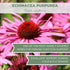 Organic Echinacea Purpurea 4 oz. (113g) Premium Dried Tea, USDA Certified Organic, Cut & Sifted Purple Coneflower