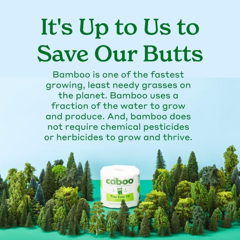 Caboo Tree Free Paper Towels, 6 Rolls, Eco Friendly, Sustainable Kitchen Paper Towels with Strong 2 Ply Sheets
