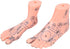 Foot Acupuncture Model, Human Feet Reflexology Acupuncture Point Massage Model Teaching Aids