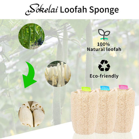 Natural Loofah Sponge, Organic Exfoliating Body Scrubber for Shower and Daily Skin Care