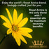 Royal Arnica Oil – Organic Herbal Blend for Muscle Recovery, Bruise Support, Joint Flexibility – 1oz