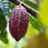 Earthborn Elements Cacao (Cocoa) 200 Capsules, Pure & Undiluted with No Additives