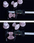 MIMOSA Handmade Natural Rose Quartz Gua Sha Scraping Massage Tool Mushroom Shaped GuaSha Board for SPA Relaxing
