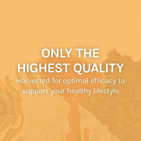Immune Immune 60 (30 Host Defense Mesima Capsules - Herbal Antioxidant Activity & System Support Supplement - Mushroom