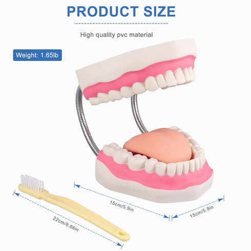 Tooth Brushing Model, 6 Time Tongue Teeth Model for Speech Therapy and Kids Dental Care Teaching Demonstration