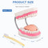 Tooth Brushing Model, 6 Time Tongue Teeth Model for Speech Therapy and Kids Dental Care Teaching Demonstration