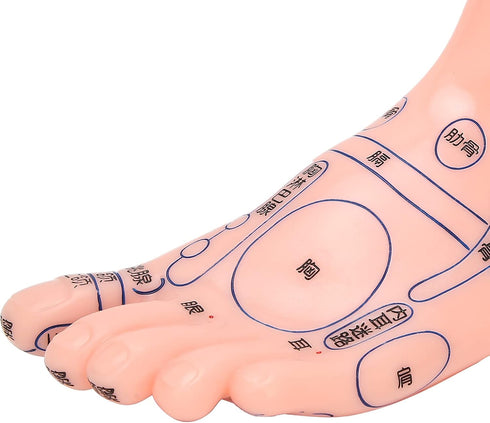 Human Foot Acupuncture Model for Reflexology Teaching