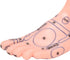 Human Foot Acupuncture Model for Reflexology Teaching