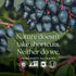 Immune 60 Count New Chapter Fermented Vitamin C + Elderberry, ONE Daily for Support & Collagen Protection, Made