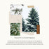 Thymes Laundry Detergent, 32 Fl Oz, Frasier Fir