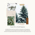Thymes Frasier Fir Hand Lotion, 8.25 Fl Oz