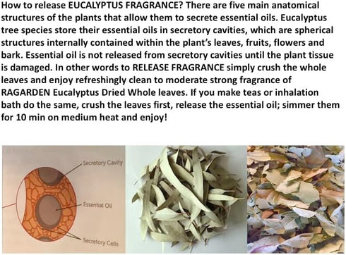Eucalyptus Room Spritz, 4oz, Herbal, Made in USA