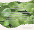 THE PLANT BASE AC Clear Moisture Cica Cream, 100ml / 3.38 Fl oz | Korean Skincare, Centella asiatica 76%