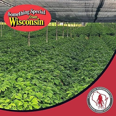 Dairyland Concentrated American Ginseng Powder - 4 oz Non-GMO, Gluten Free Herbal Supplement for Smoothies, Baking, Tea