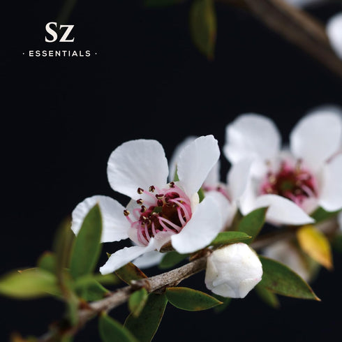Manuka Essential Oil - New Zealand - 100% Pure and Natural, Undiluted - Soothing Aroma - 0.17 fl oz (5ml)