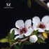 Manuka Essential Oil - New Zealand - 100% Pure and Natural, Undiluted - Soothing Aroma - 0.17 fl oz (5ml)