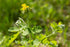Health Embassy Greater Celandine Herb | 100% Natural Chelidonium Majus L. (50g)