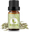 yethious White Tea Essential Oil 10ML - Aromatherapy Oil for Diffuser, Baths, Soap, Candle Making