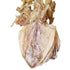 LIFAF Dried Squid Dried Cuttlefish (250g(8.82oz))