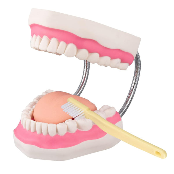 Tooth Brushing Model, 6 Time Tongue Teeth Model for Speech Therapy and Kids Dental Care Teaching Demonstration