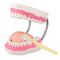 Tooth Brushing Model, 6 Time Tongue Teeth Model for Speech Therapy and Kids Dental Care Teaching Demonstration