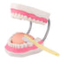 Tooth Brushing Model, 6 Time Tongue Teeth Model for Speech Therapy and Kids Dental Care Teaching Demonstration