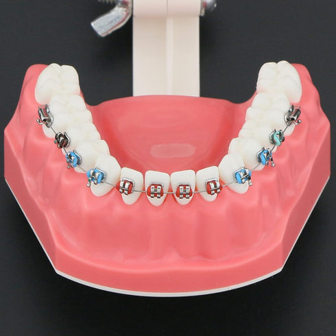 Dental Models Orthodontic Model M7010-2, 1:1 Standard Typodont Teeth with Archwire Ligature Ties, Metal Brackets
