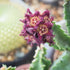 Earthborn Elements Caralluma Fimbriata - 200 Capsules, Pure & Undiluted, No Additives