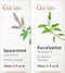 Spearmint Essential Oil for Diffuser & Eucalyptus Essential Oil for Diffuser Set