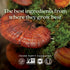 New Chapter Reishi Mushroom, LifeShield Reishi for Healthy Aging, 60 ct