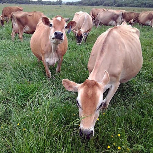 Raw Grass Fed Whey Protein Powder, 100% Grass Fed, COLD PROCESSED, Unflavored, 12 OZ, GMO-Free