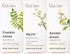Frankincense & Myrrh Essential Oil for Diffuser & Sandalwood Essential Oils for