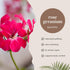 Rose Geranium Essential Oil, 100% Essential Oil - 4 fl oz - GreenHealth