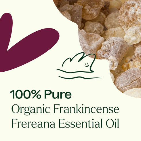 Plant Therapy Organic Frankincense Frereana Essential Oil, 100% Pure, 10 mL (1/3 oz)