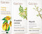 Ylang Ylang Roll On & Frankincense and Myrrh Oils for Diffuser Set